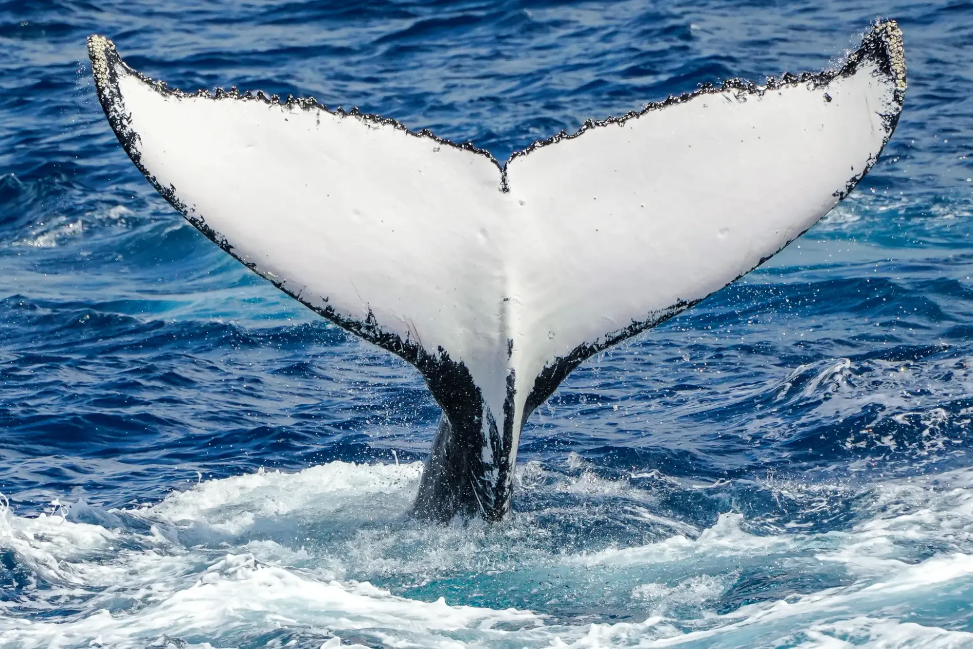 Whale 7