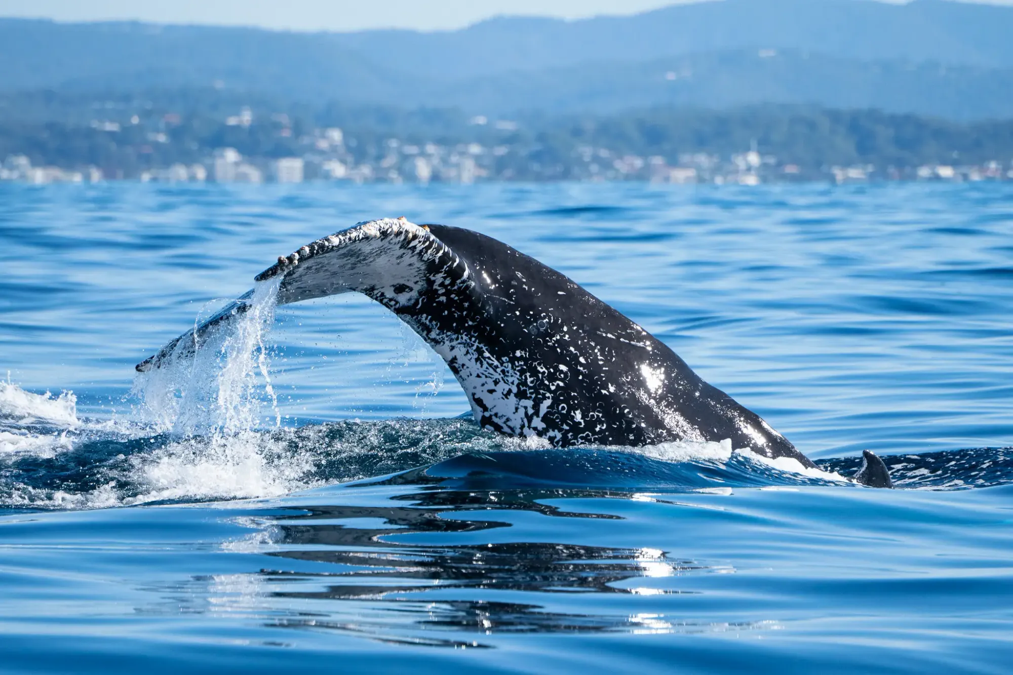 Whale 5
