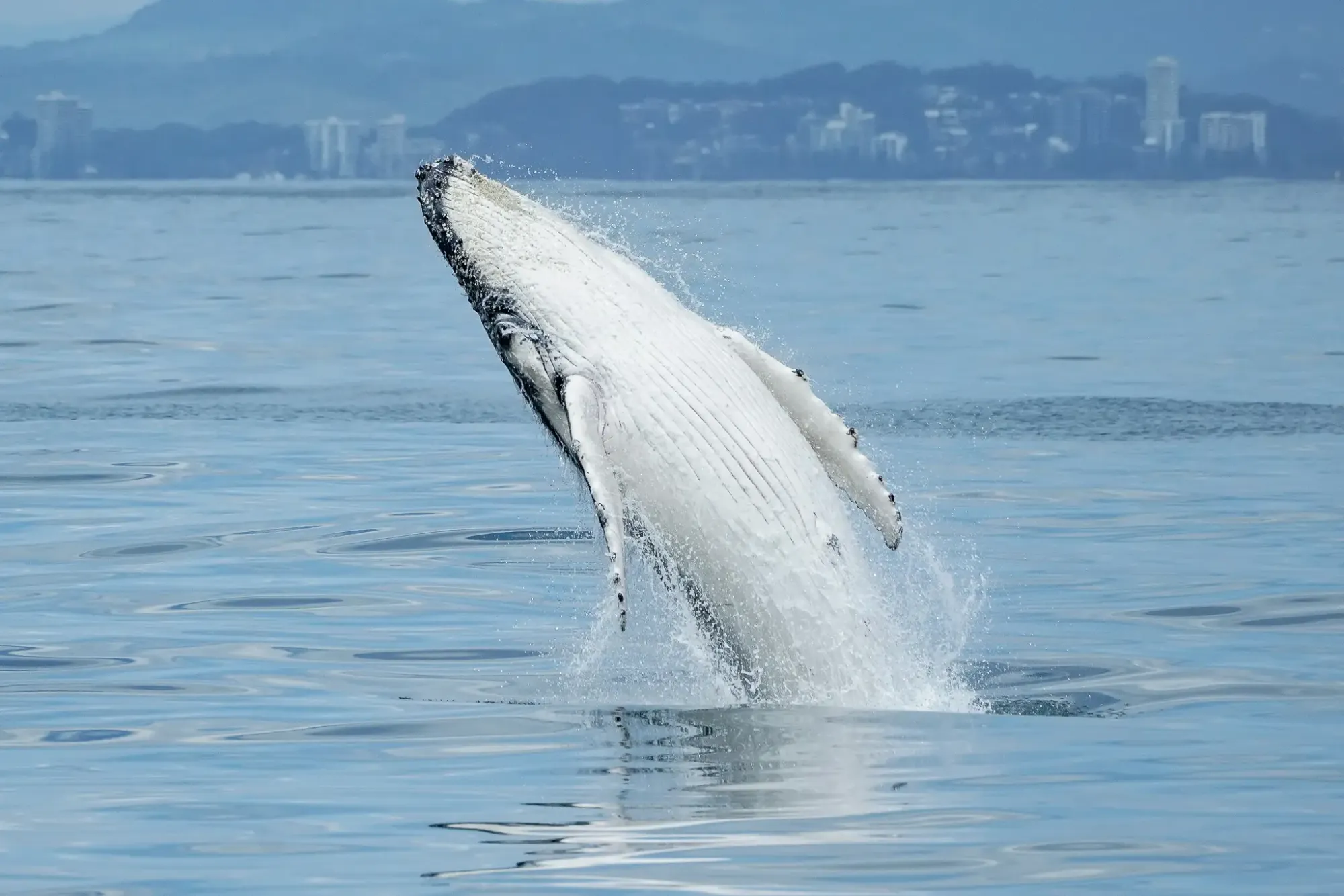 Whale 1