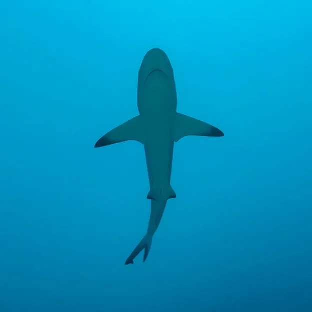 sharksmart australian shark tracking app mobile mobiddiction