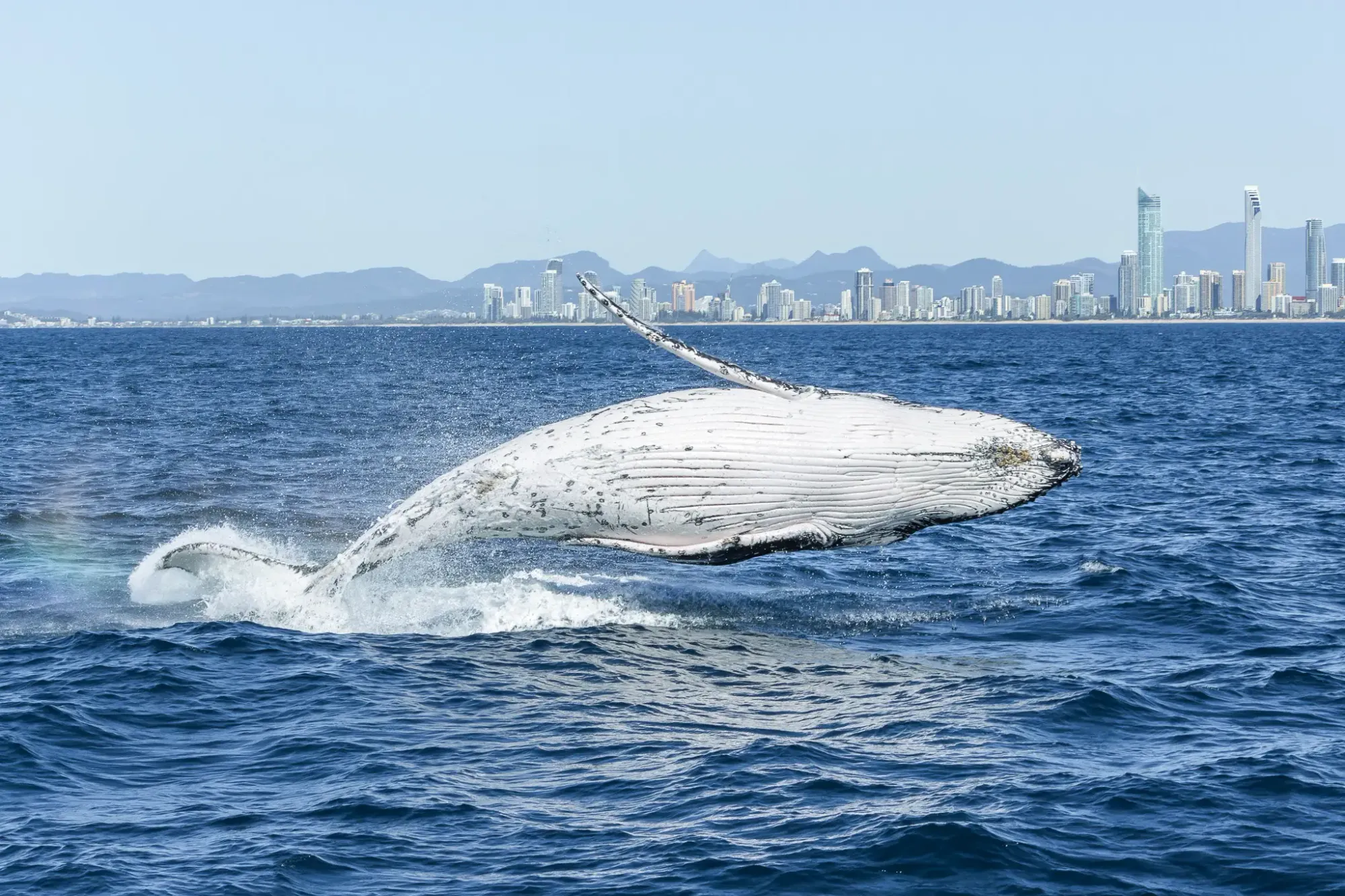 Whale 2