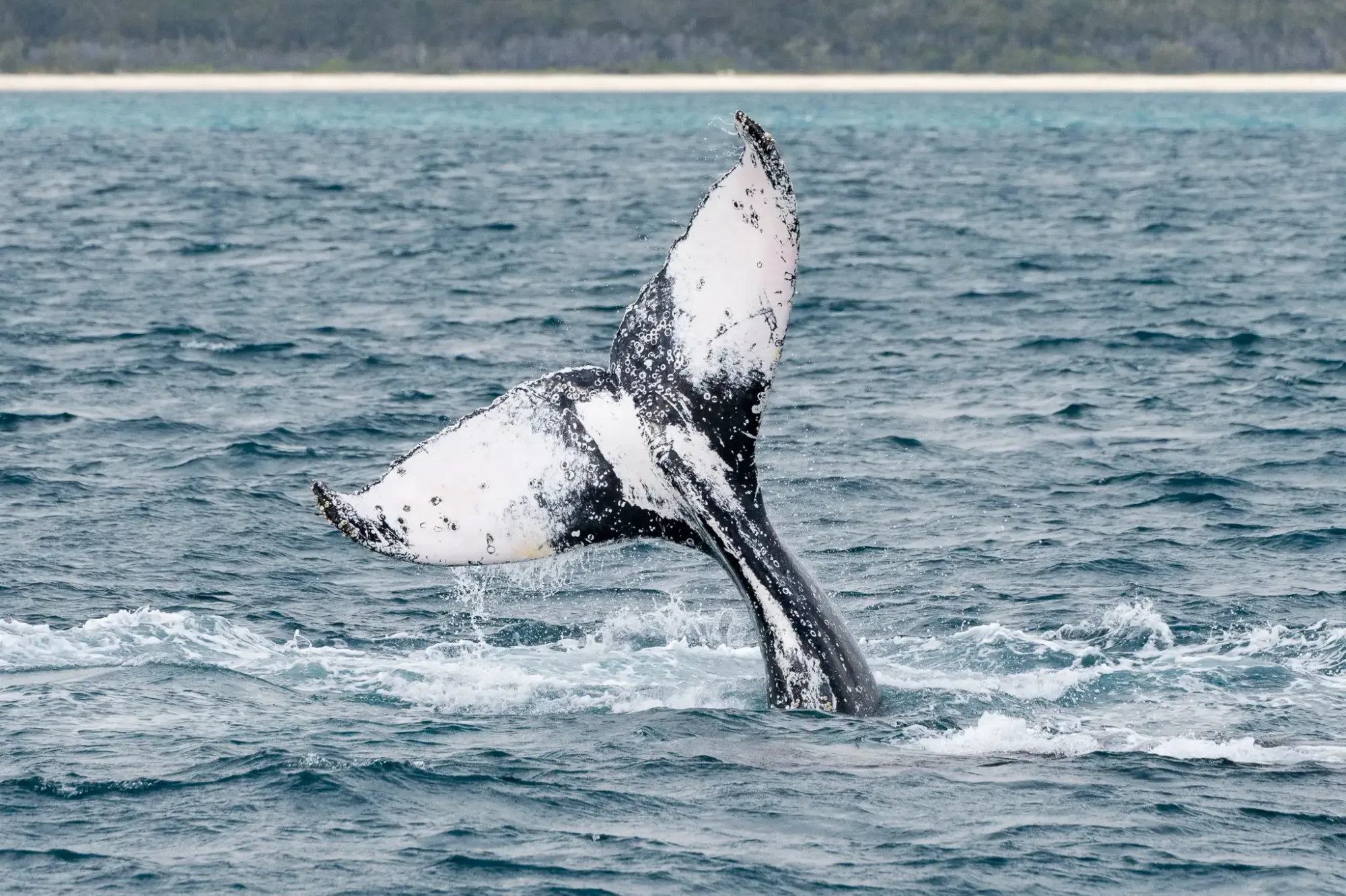 Whale 6