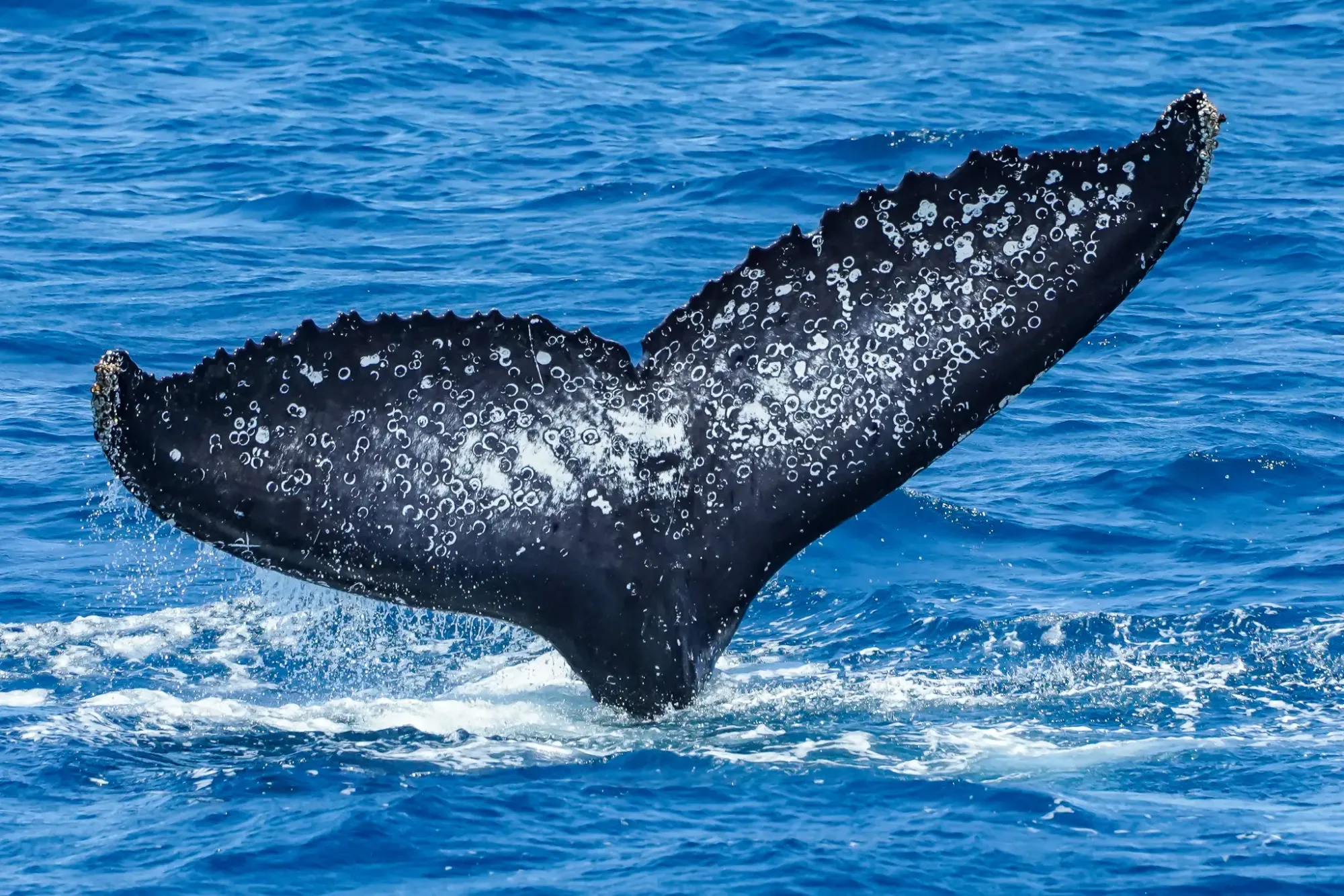 Whale 8