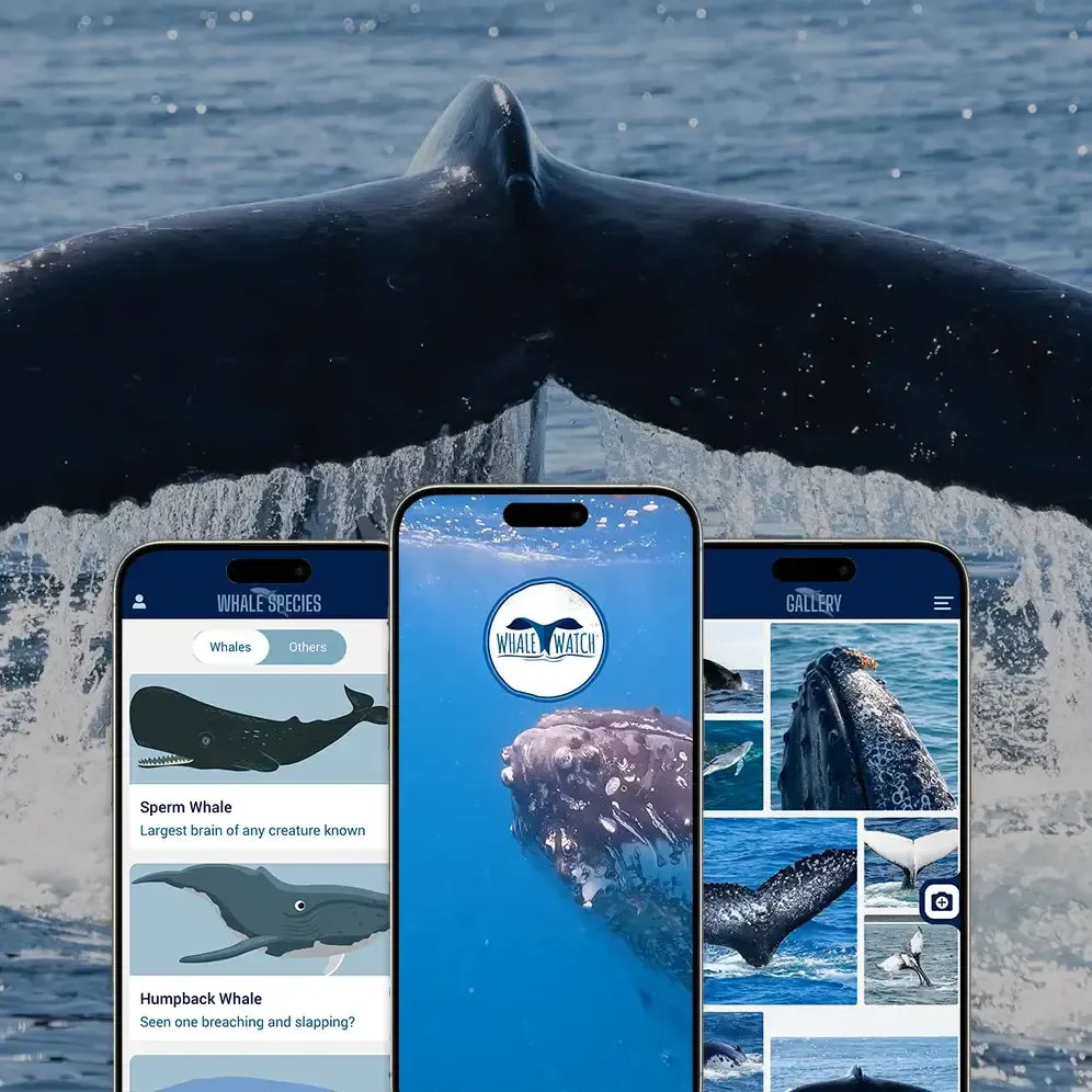 Whales About Us