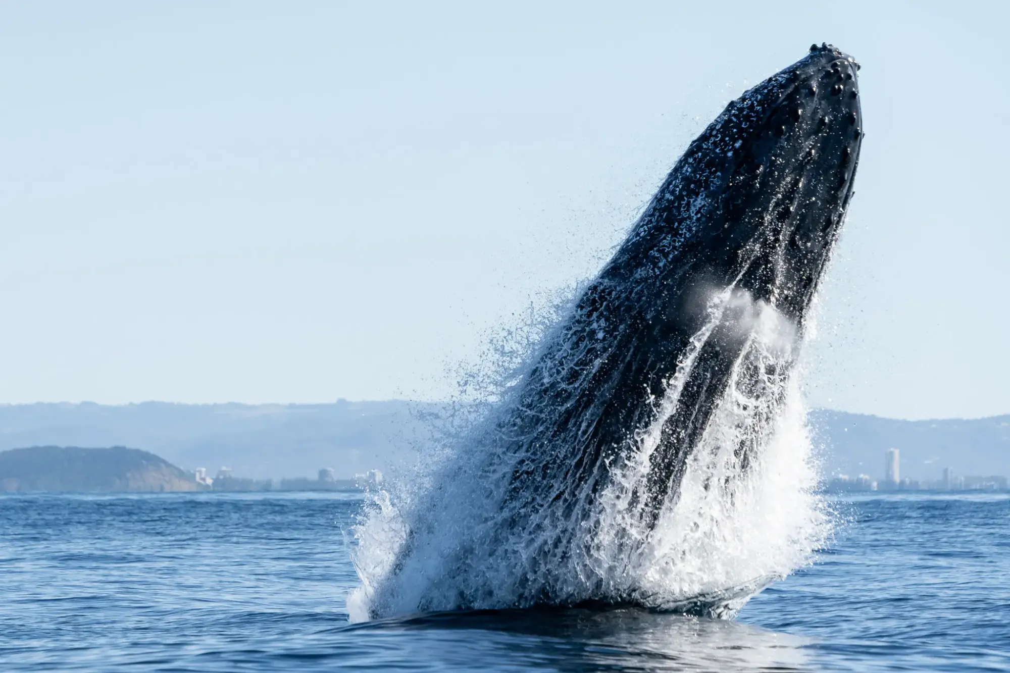 Whale 4