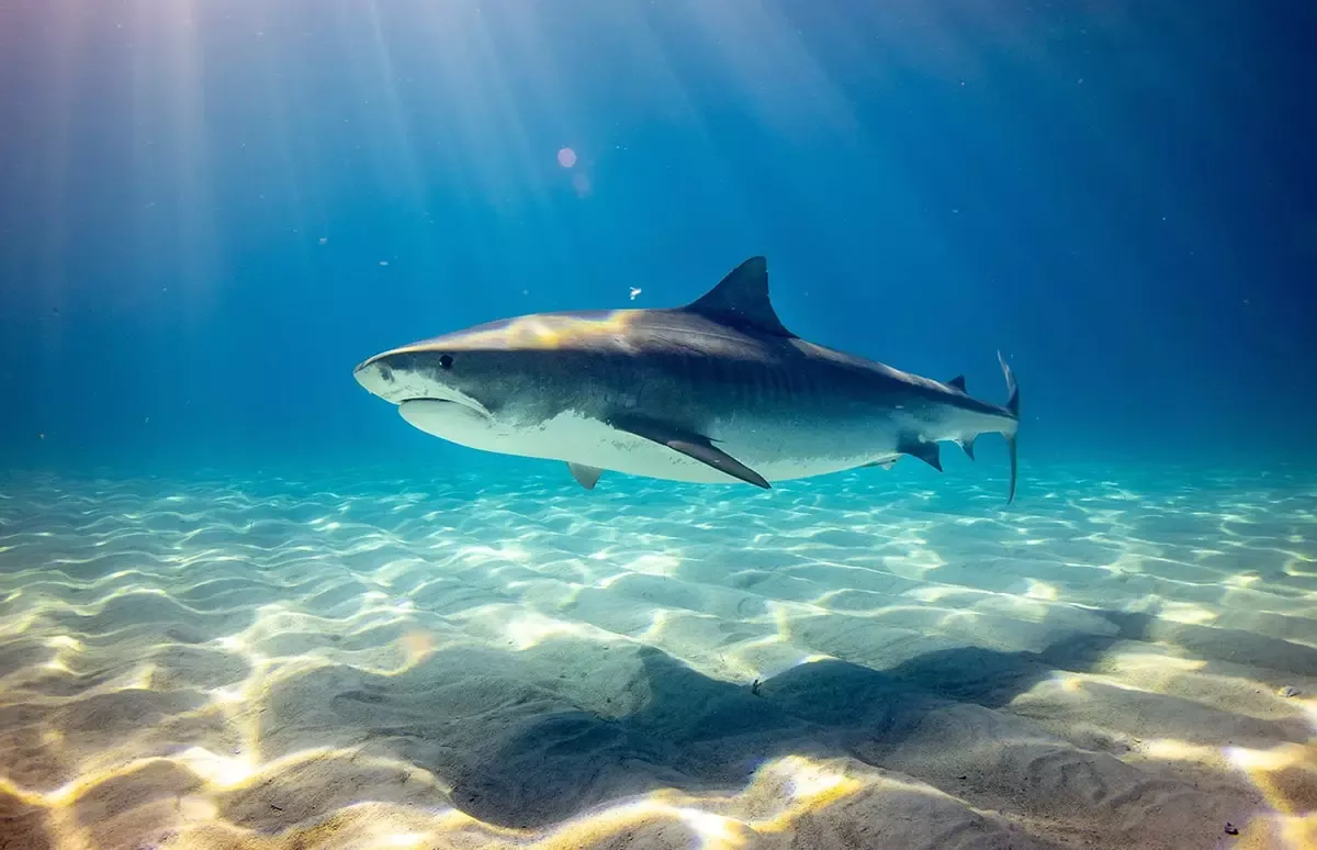 SharkSmart PRO