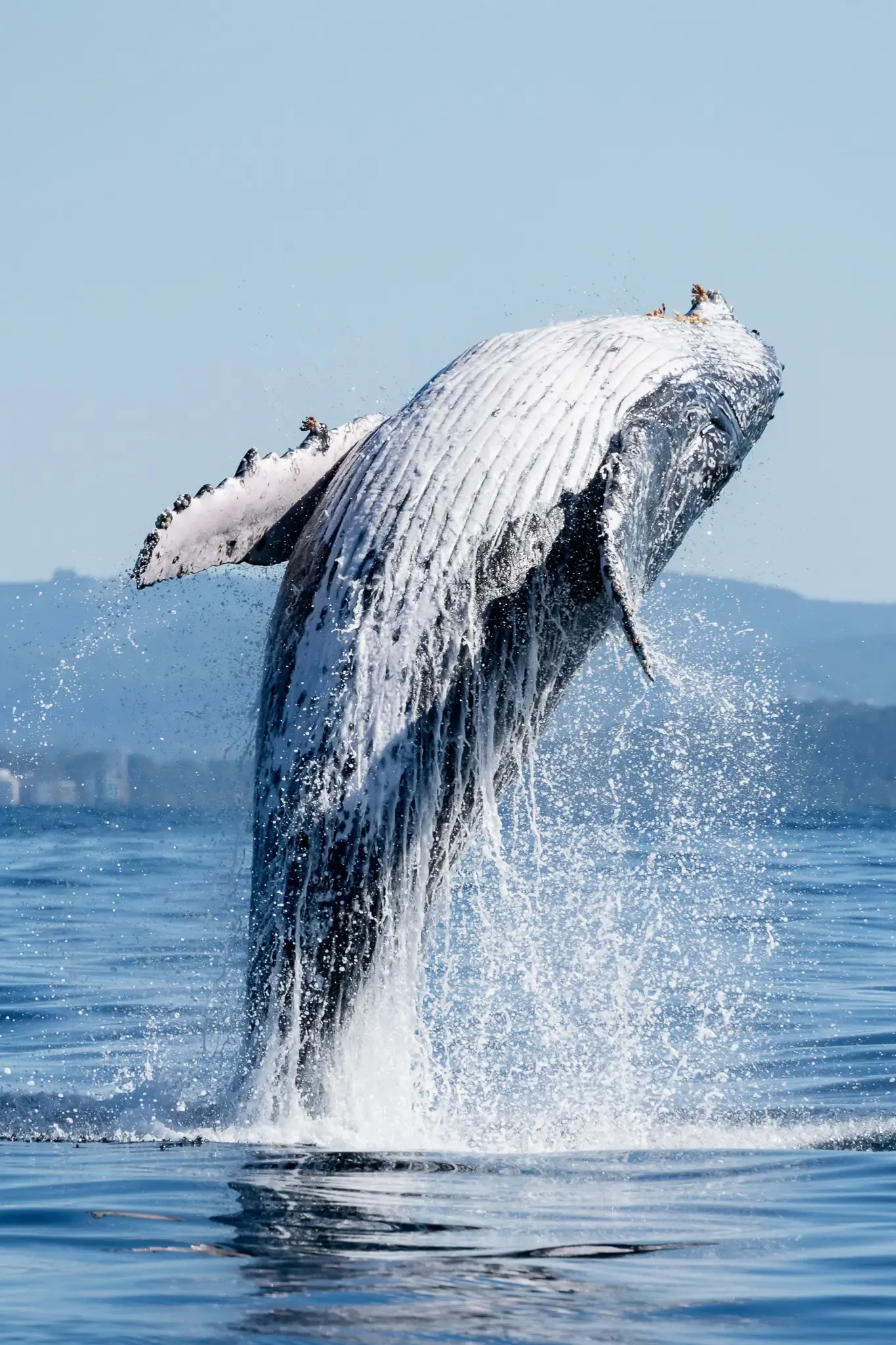Whale 3